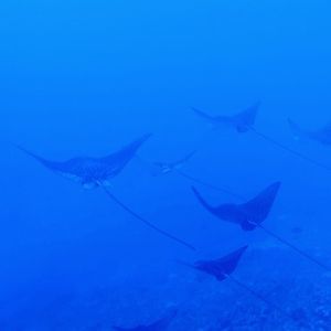 Meet your Posher, Steven